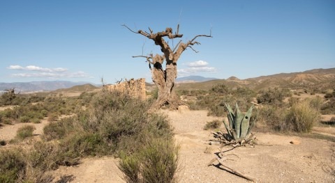 Desertification and drought day 2025: restoring land to sustain the future